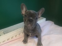 A kalite blue french bulldog yavrularımız