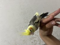 Gri pied sultan papağanı yavru