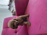 Toy poodle 1.5 Yaşında
