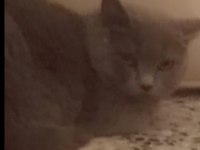 BRİTİSH SHORTHAİR POFUDUKLAR