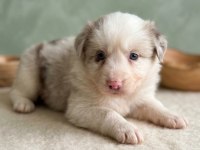 Irk Garantili Border Collie Bebekler
