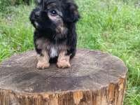 Morkie erkek