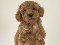 Poodle Yavrularımız (Dişi ve Erkek)