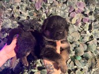 Burkemden a kan alman çoban köpeği yavruları