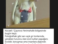 Sultan Papaganımız Kayıp Acilll