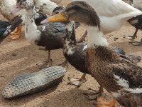 Pekin, Muscovy, Amerikan, Melez, Yaban Ördek
