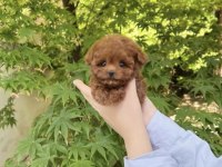 Atadığınız Poodle Dostunuz