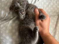 2 aylık scottish fold