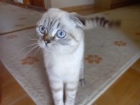 Güzel scottish fold kızım
