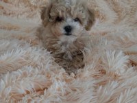 Mini maltipoo yavrularım