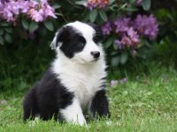 Border collie ırkının en güzelleri