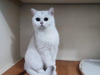 Şecereli genç damızlık british shorthair dişiler
