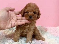 IRK GARANTİLİ TOY POODLE YAVRULARI