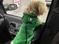 Hiperaktif Maltipoo 10 Aylık Yavru