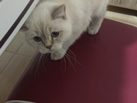 BLUE POİNT BRİTİSH 2 DİŞİ KIZANDA SAHİPLENDİRİLECEK