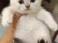 Scottish Straight Ve Scottish Fold Yavrularım