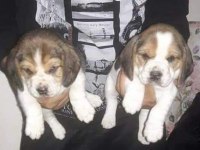 Beagle yavrular
