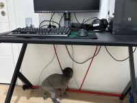 6 yaşında Kısıtlaştırılmış Aşıları tam kedimin