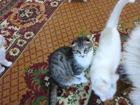 Kırık kulak scottish fold kedimiz