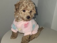 Poodle aşıları bitmiş eğitimli
