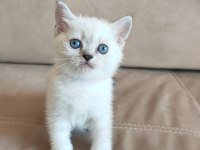 Golden Safkan Lynx Scottish Straight Yavrular