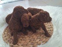 Mınik poodle yavrularımız
