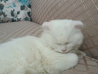 Yavru scottish fold kedimiz