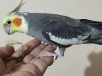 Lutino pied erkek alışık ve grey erkek alışık