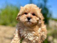 MİNİ BOY ÜST KALİTE MALTİPOO YAVRULARIMIZ TESLİME HAZIR