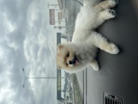 Pomeranian boo 10 aylık köpeğimiz