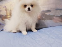 Pomeranian baby face