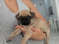 Irk Ve Sağlık Garantili Pug Yavrularımız