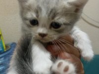 BAKMADAN GEÇMEYİN HER RENK KEDİMİZ İÇİN