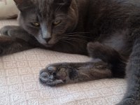 Russian blue kedimiz oyun canlısı