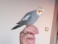Evcil sultan papağanım çift ile takas olur