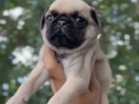 Gül kuyruk A kalite Pug arayanlar