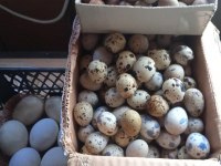 Çatalca bıldırcın ve döllü yumurta sahiplendirme