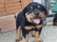 Özel Soydan Özel Rottweiler Yavrular