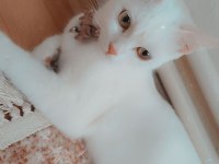 Uysal Ankara kedisi