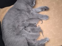British shorthair yavru
