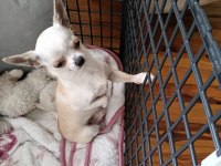 1 yaş chihuahua