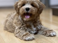 Maltipoo korekan bebekler