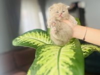 Nadir renk british shorthair yavrumuz