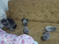 Ankara 4 aylık Kediler