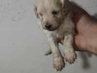 MALTİPOO YAVRULARIMIZ YENİ SAHİPLERİNİ ARİYOR