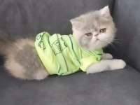Full şecereli 55 günlük exotic shorthair