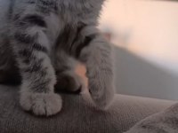 3 Aylık Scottish Fold Bebek Yeni Yuvasını Bekliyor