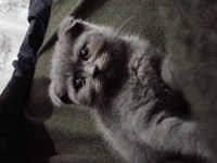 2 aylık scottish fold