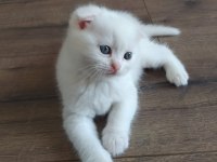 Bembeyaz scottish fold yavru yeni ailesini arıyor