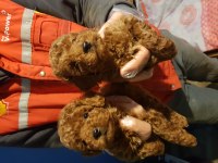 İSTANBUL KÖPEK ÜRETİM ÇİFTLİĞİNDEN TOY POODLE YAVRULAR